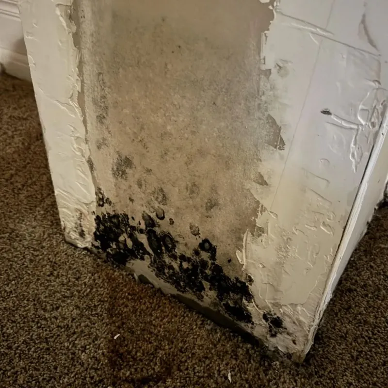 Professional Mold Removal in Miami County, IN
